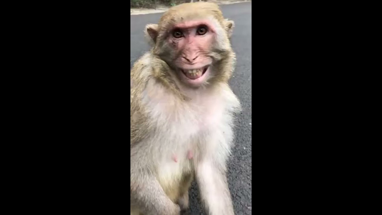 Méchanceté gratuite: Drôles de singes à mourir de rire