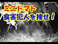 ミニトマトの食害犯人を捜せ！
