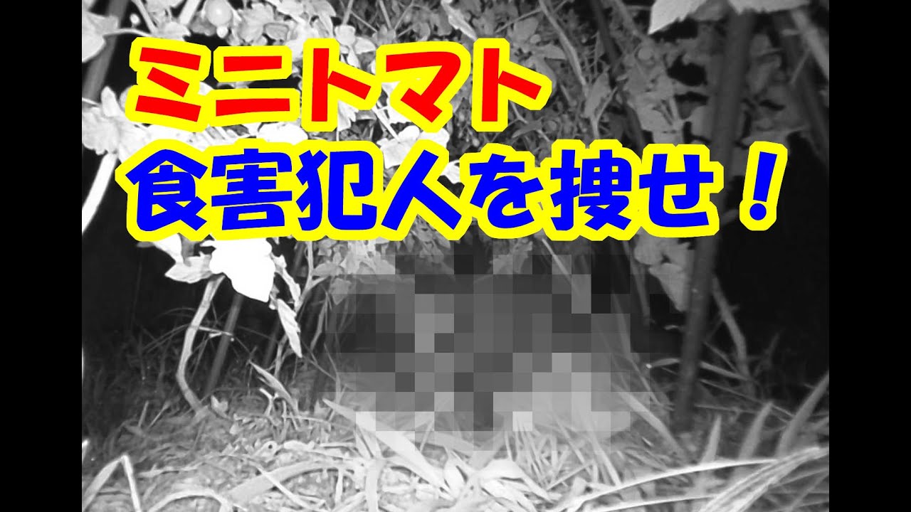 ミニトマトの食害犯人を捜せ！