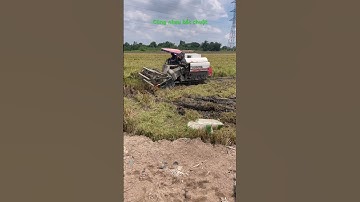 Bắt chuột vòng quanh máy cắt lúa