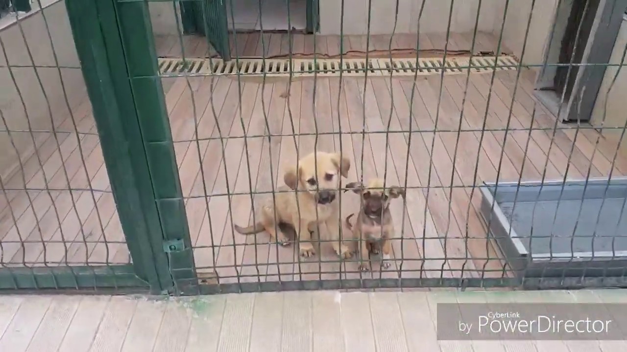 Hayvan Barinagi Sahiplenilmeyi Bekleyen Yavru Kopekler Cok Sevimli Animal Shelter Youtube