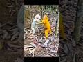 She helped two hungry monkeys during the drought 🥹🐒#survival #bushcraft #camping