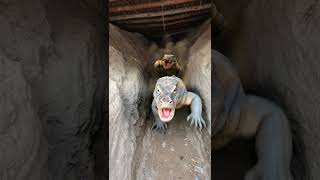 Colourful Chicks Going Into Crocodile Mouth Mouth To Save Life From Comodo Dragon