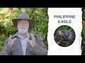 Philippine Eagle