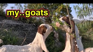 my goats meri bakriyen