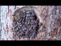 BEES IN THE HEART OF TREES - Natural Beekeeping in the forest - ZEIDLEREI