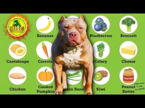 فيديو: هل يجب أن تأكل الكلاب نظامًا غذائيًا متنوعًا؟