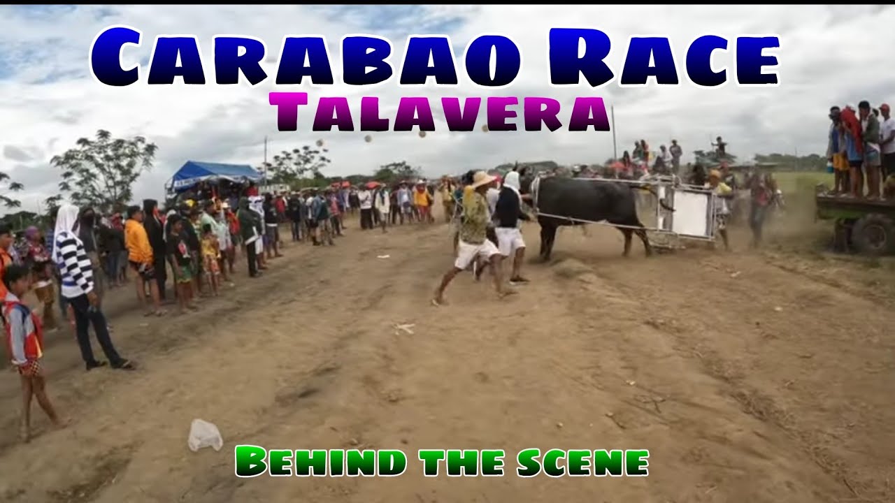 EP,521. Carabao Race Talavera Behind the scene - YouTube