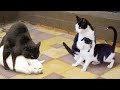 Funniest Cats 😹 - Don't try to hold back Laughter 😂 - Funny Cats Life