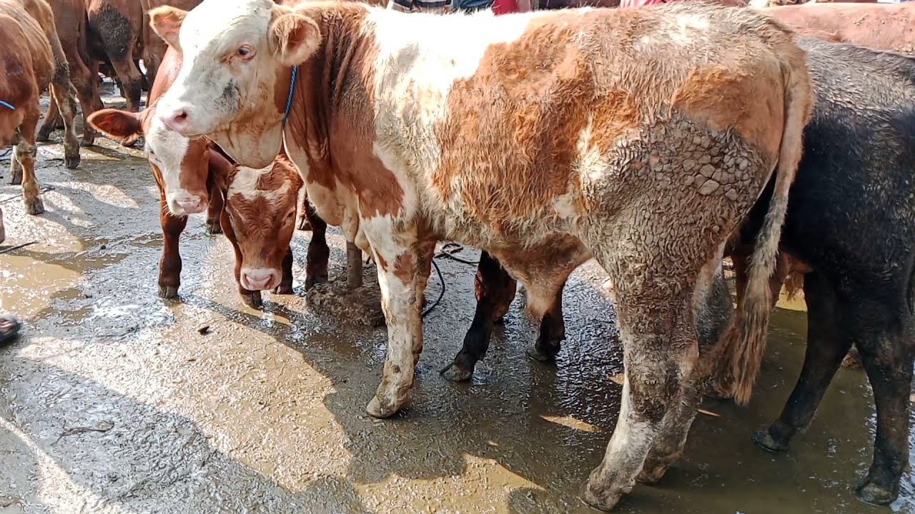 Sapi Jnp Turun Drastis Harga sapi Jantan || Pasar sapi Warujayeng Nganjuk ...