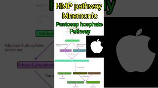 HMP Pathway mnemonic #shortsfeed #biology #biochemistry #mnemonics #pentosephosphatepathway