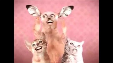Numa Numa Cats (clean version)