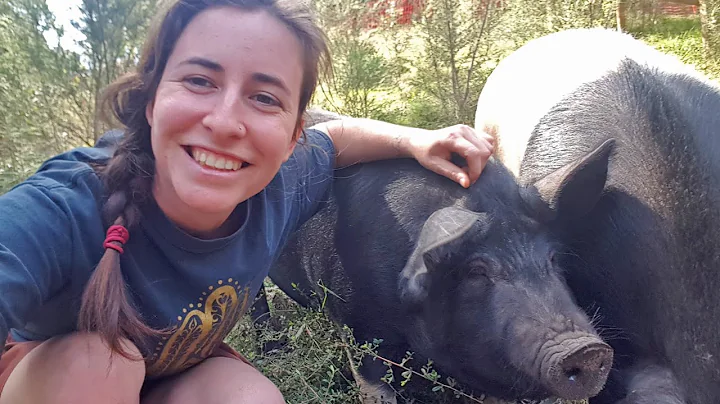 Raising Happy and Healthy Pigs on the Homestead: Our Ultimate Guide for Australia - 1 Month to Go