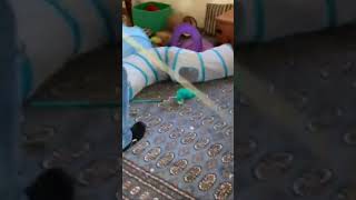 Playing With Maine Coons Is Pure Fun