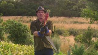 Red Pineapples for Florists