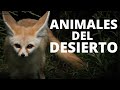 Los 25 animales del desierto más comunes🐪