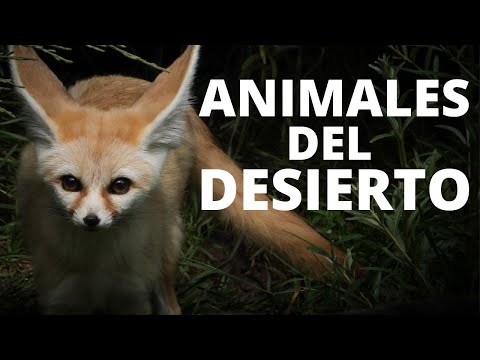 Video: ¿Qué son los animales en el desierto?