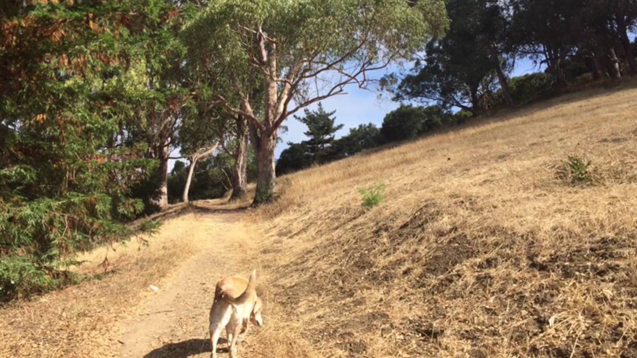 Hillside Nature Area - Hikes Dogs Love