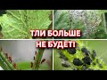 Тля боится этого как огня! Как избавиться от тли. Супер средство от тли TEPPEKI-profi (Теппеки)