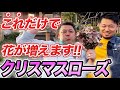 【園芸コラボ】あのクリスマスローズのプロが参戦!?意外と知らない管理方法を大公開!【クリスマスローズ】【ガーデニング】【園芸チャンネル】