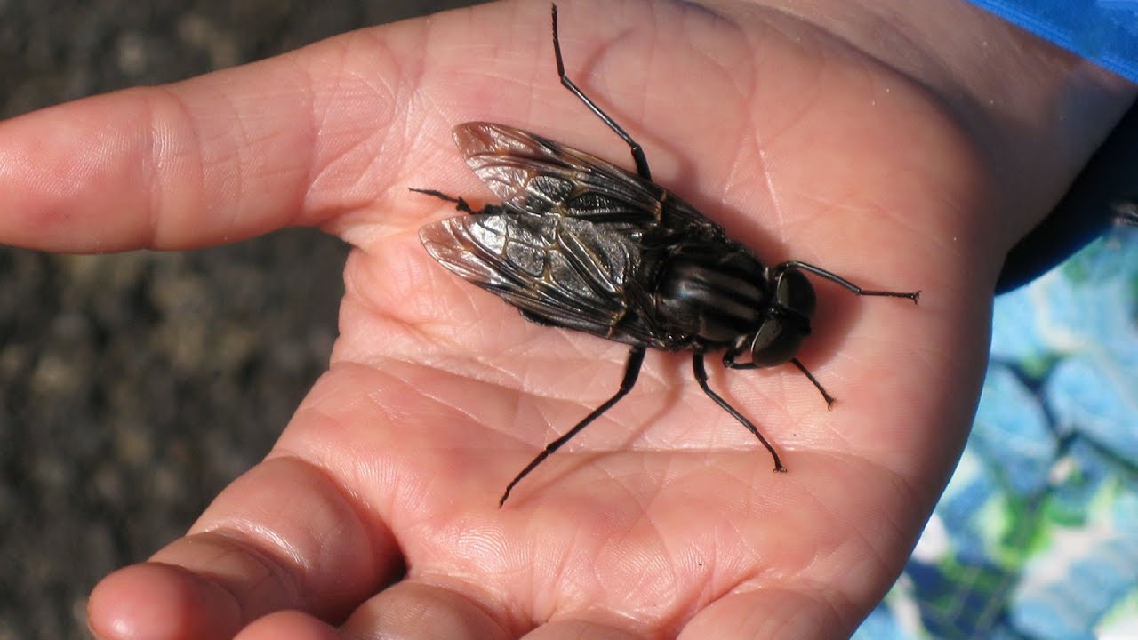 일반 파리의 6배가 넘는 초대형 파리