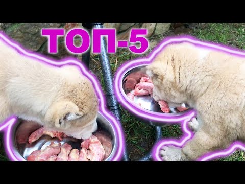 ТОП 5 ПРОДУКТОВ для ЗДОРОВЬЯ щенка/собаки