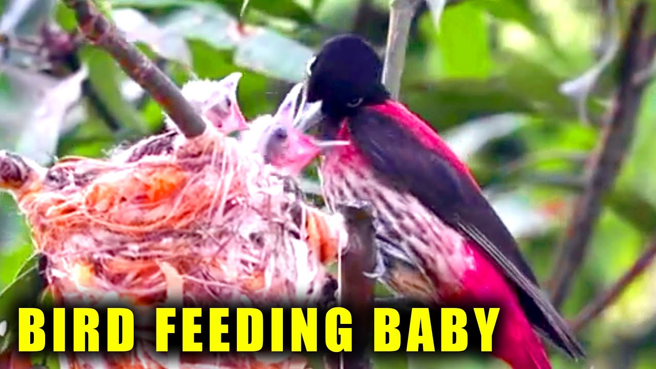 Beautiful Bird !! Bird Feeding Baby YouTube