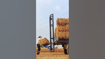 Efficient and practical straw harvesting #farming #farmingtraditions #fruit #farming101 #shorts