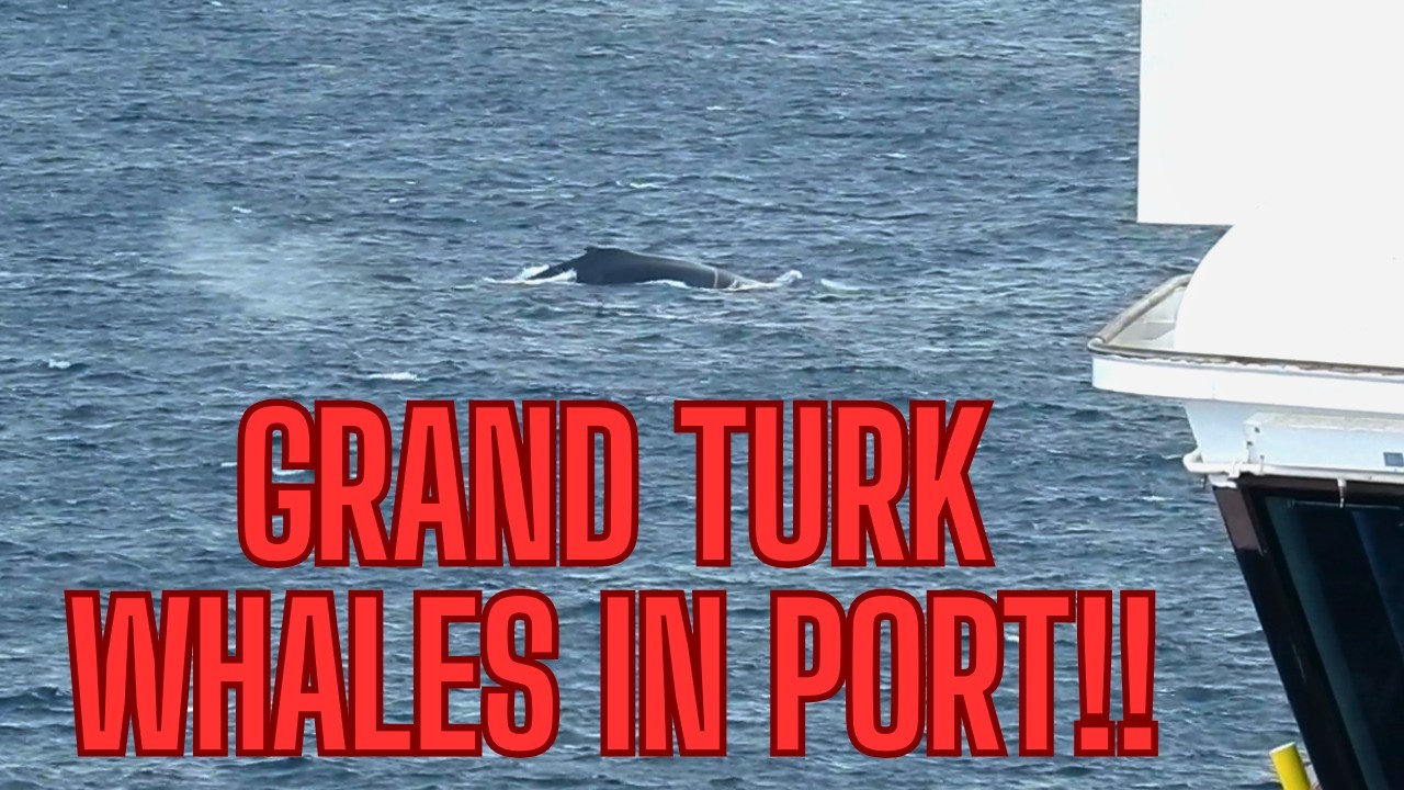 Humpback Whales Welcome Us to Grand Turk! 🐋 | Cruise Port Day Guide