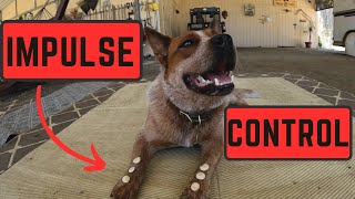 Teaching LEAVE IT and IMPULSE CONTROL ( The EASY Way )