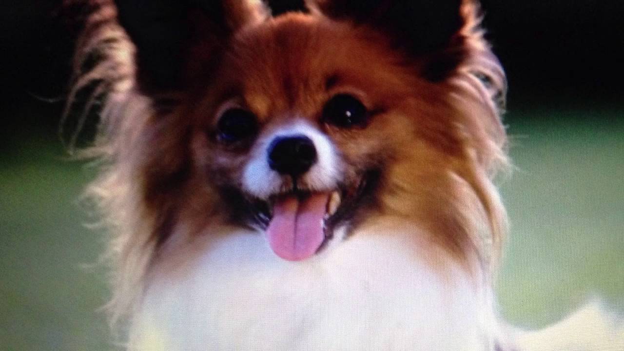 Dog Slideshow YouTube