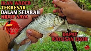 BANJIR IKAN...!!! Rekor Panen Ikan Wader Terbesar Ratusan Ekor Di Spot Tersembunyi Edan IkanNya