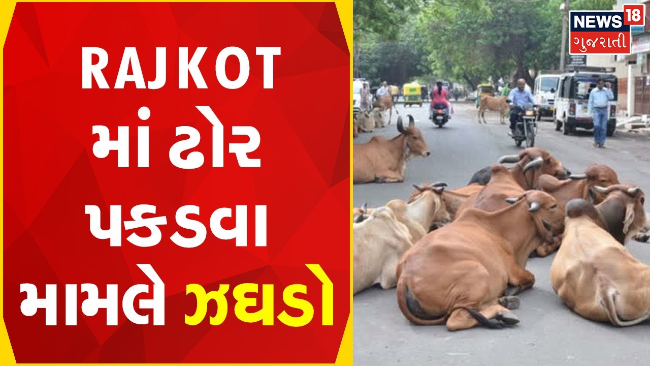 Rajkot News Stray Cattle Gujarati News Rajkot News Stray Cattle Gujarati News