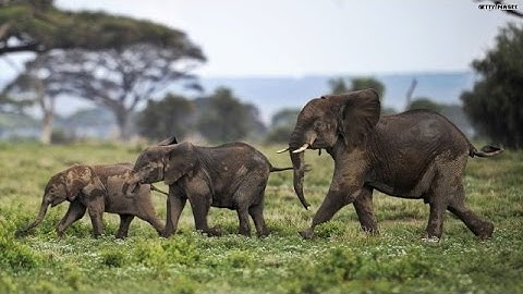 #Drones: The answer to stopping poachers???