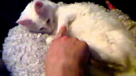 Video 1273231: white turkish angora