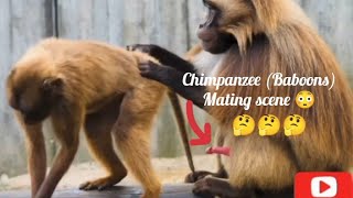 Chimpanzee (Baboons) mating scene 😳😱 #monkeymating #breeding #viral #upload #wildlife