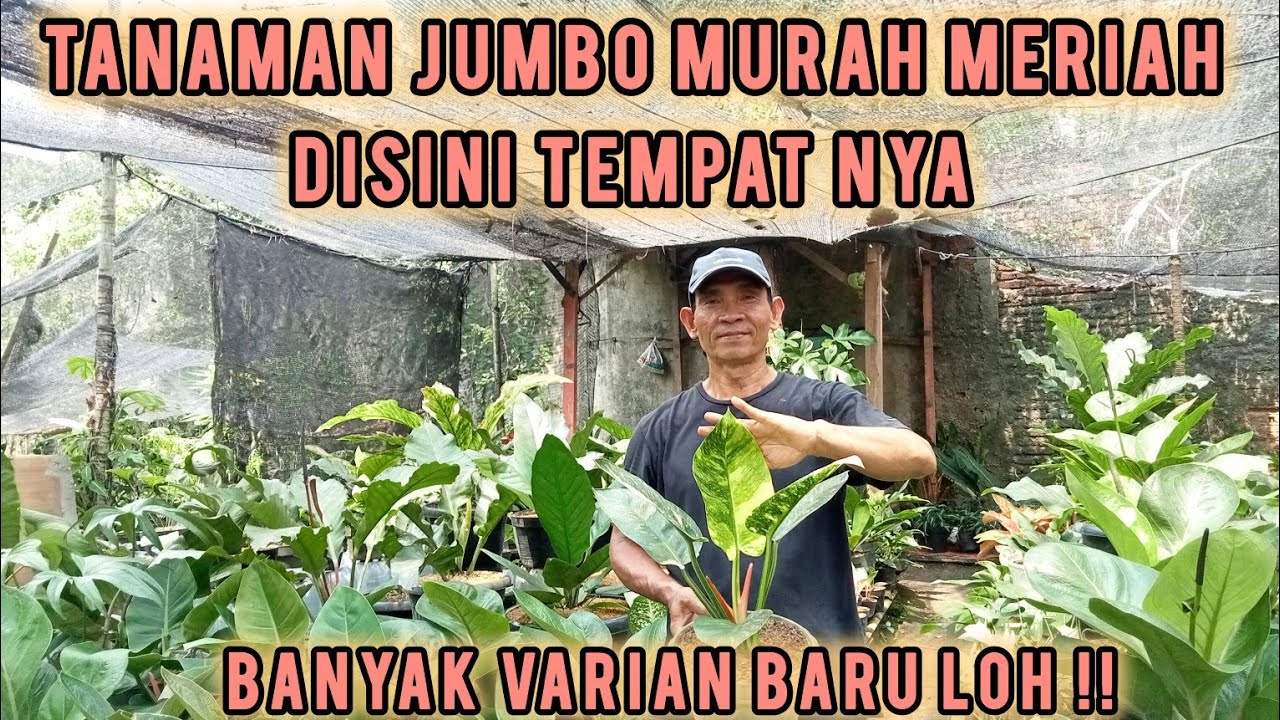 BELANJA TANAMAN JUMBO MURAH MERIAH DISINI TEMPAT NYA ‼️BANYAK VARIAN BARU GERCEPIN AJA 