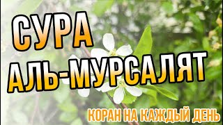 КРАСИВОЕ ЧТЕНИЕ КОРАНА НА КАЖДЫЙ ДЕНЬ - Сура Аль-Мурсалят | Чтение и смысловой перевод