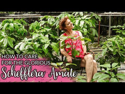 Video: Growing Schefflera: Tips for Schefflera Plant Care