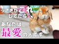 うさぎが心の底から大好きな人にする行動