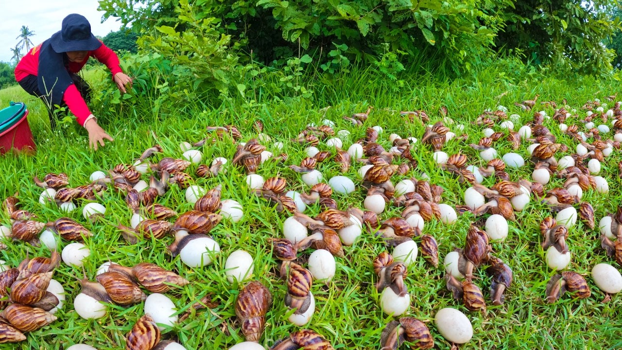 Survival Skills: Gathering Giant Snails and Eggs in the Wild