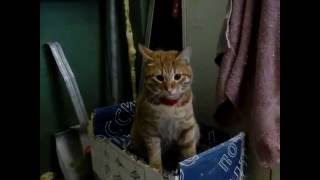 Кот Валера. Застали на месте преступления :) Кот Валера. Застали на месте преступления :)