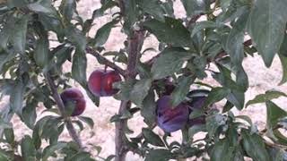 Black daimond lar 2 yaşında meyvedeler (ıyi seyirler)