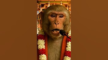 Bandar Baba kee Pravachan udhar pe#ytshorts #viralvideo #trending #viralshort #new #monkey #aimonkey