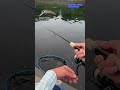 【WAH37HF】Hit Scene & ASMR 🎣 JDM Area Trout Fishing #shorts