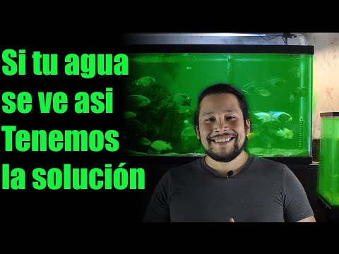 Video: Qué Hacer Si El Agua Del Acuario Se Pone Verde
