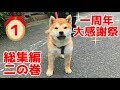 【京の柴犬】てんちゃん、一周年大感謝祭！　総集編　二の巻