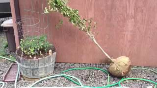 Planting flowering dogwood Cornus florida tips.