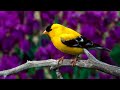 Beautiful Instrumental Music, Peaceful Relaxing Meditation Music, " Summer Bouquet" by Tim Janis