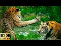 4K Wildlife / 4K TV: Amazing Collection of World wildlife - Relaxing Nature In 4K